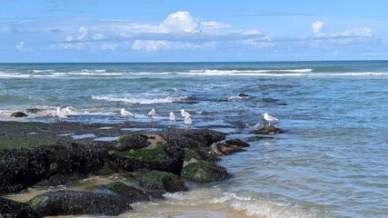 A tranquil seaside scene with seagulls resting on rocky shorelines, gentle waves rolling in under a bright blue sky with fluffy clouds. Peaceful coastal atmosphere
