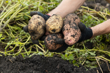 Freshly dug potatoes in the hands of a farmer. Harvest. Growing vegetables in the garden.