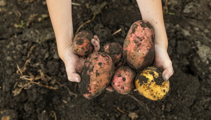 Freshly dug potatoes in children's hands. Harvest. Growing vegetables in the garden.