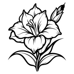 Gladiolus Flower Line art black and white  vector