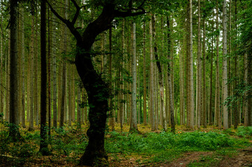 A dark silhouetted curvy tree in front of normal trees in the forest
