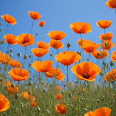 Obraz premium Landscape of a field with red poppies against a blue sky