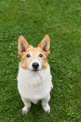 Porträt eines kleinen Mischlingshundes