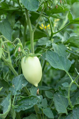 Green unripe tomato in garden. Close-up. Organic homegrown produce, agriculture, and sustainability concept.