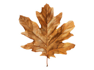 Fototapeta premium Dry autumn oak leaf. Isolated PNG