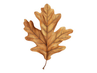 Obraz premium Dry autumn oak leaf. Isolated PNG