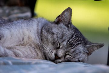 close up of a cat sleeping