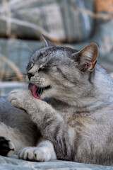 portrait of a cat