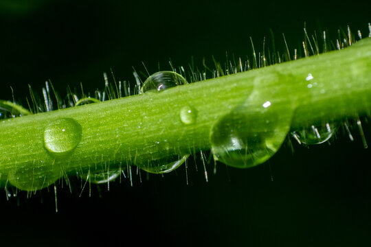 Macro Photography of water droplet on a green branch