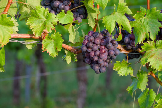 ripe bunch of grapes in a vineyard