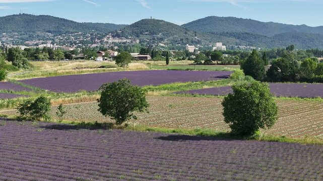 Lavande provence drone