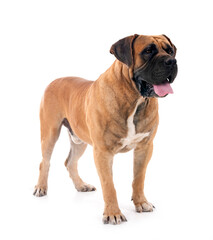 Boerboel in studio