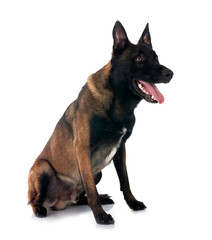 malinois in studio