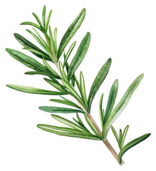 PNG Rosemary leaf herbal herbs plant.