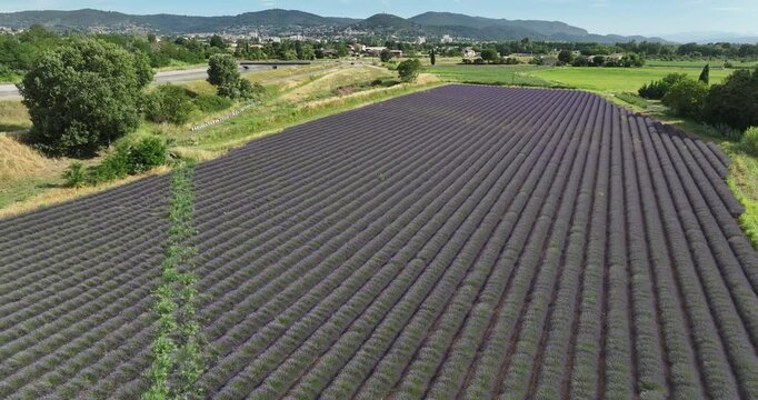 Lavande provence drone