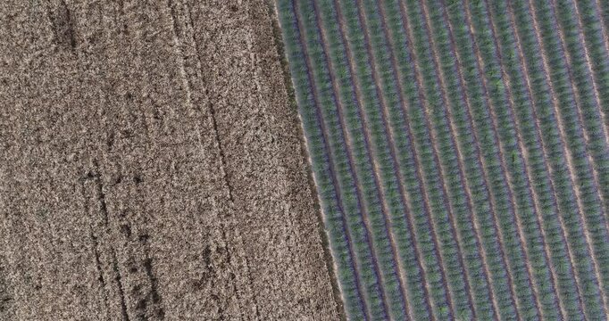 Lavande provence drone