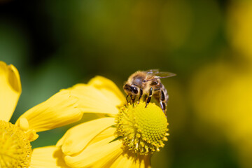 Close-up of a small honeybee searching for pollen on a yellow flower. Other flowers glow in the background. There is space for text.