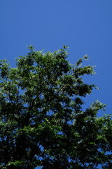 sky and tree