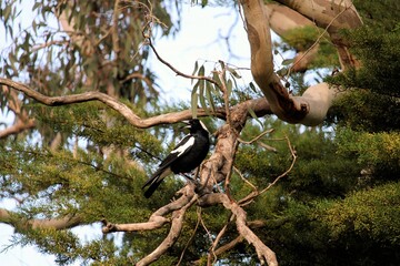 Australian Magpie (Cracticus tibicen) calling in eucalypt tree, South Australia
