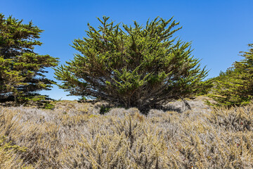 Fototapeta premium Beautiful landscape, views of cypress trees, ocean coast, in Point Lobos State Park on the central coast of California.