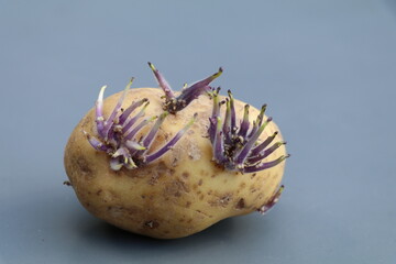 single potato with purple sprouts
