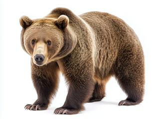 Fototapeta premium Brown bear isolated on the white background
