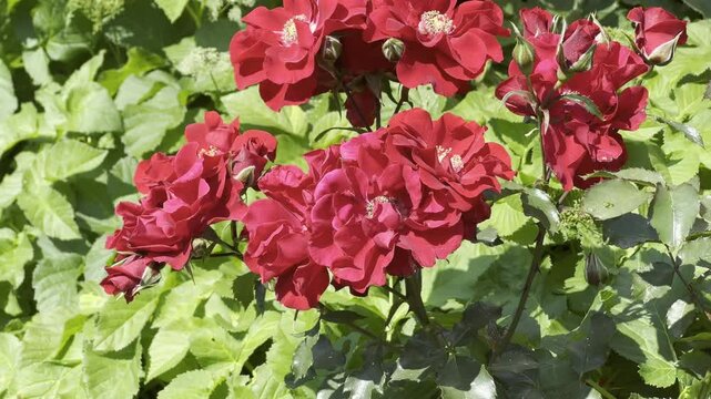 Red, Korsar, shrub