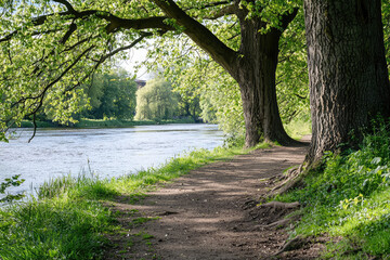 A scenic riverbank with walking paths and lush trees creates peaceful atmosphere for nature lovers. sunlight filters through leaves, enhancing serene environment