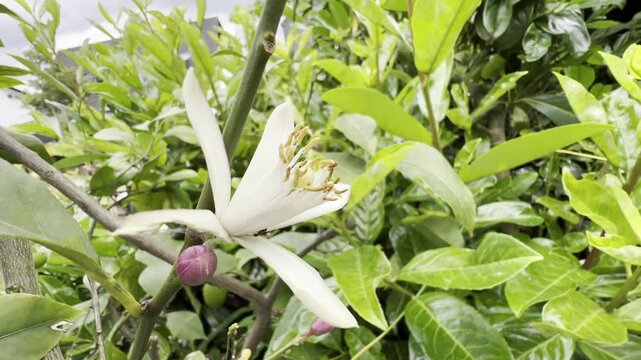 lemon blossom, Citrus, limon