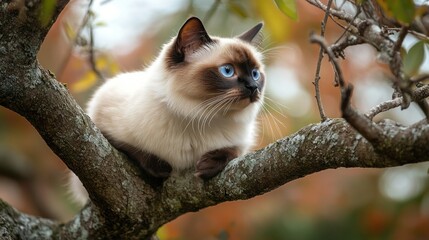 A Siamese cat perched on a tree branch, gazing thoughtfully at its surroundings.