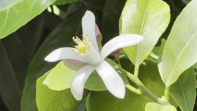 lemon blossom, Citrus, limon
