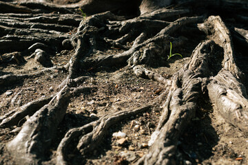litle sprout
