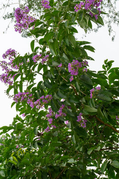 Lagerstroemia speciosa blooms purple flowers. imperial or flower of the queen