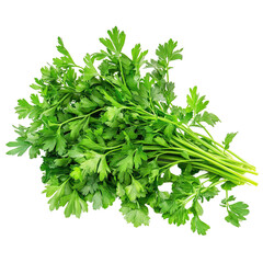 A bunch of fresh parsley, ready to add flavor to your next dish.