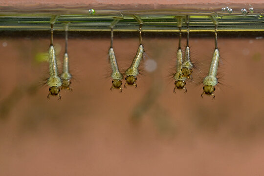 Stechm&uuml;cken-Larven treiben an der Wasseroberfl&auml;che // Mosquito larvae float on the water surface