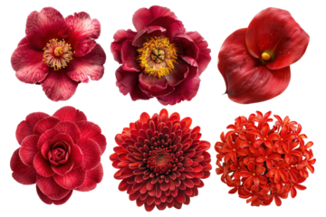 PNG red flower element set, transparent background