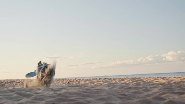 Border Collie catching a frisbee mid-air on a sandy beach. The dog appears determined and agile, executing a perfect catch with enthusiasm.