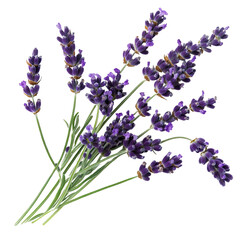 A bunch of lavender flowers with a delicate purple hue against a black background. © faical