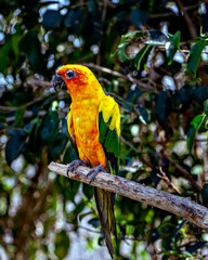 Sun conure, also known as the sun parakeet, sitting on a branch of tree in Jungle Safari zoo at Kevadia, Gujrat, India.