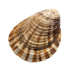 Fototapeta premium Nuttall cockle, Fish, Isolated on Transparent Background, Graphic Resource for Gourmet Advertising, Menu Design, Website Banners, Packaging, and Social Media Campaigns