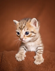 many beautiful british kittens together on a brown background.