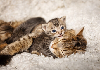 many beautiful British kittens with their mother cat together on a light background.