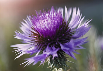 Purple thistle bloom in a natural landscape, showcasing its intricate petals and surrounding...