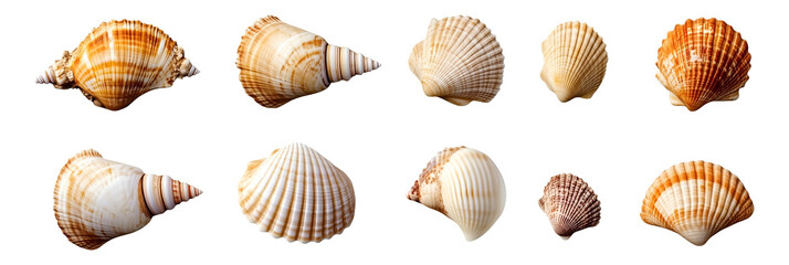 Collection set of seashells isolated on transparent or white background