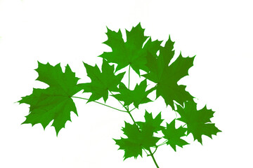 green summer maple branch leaves isolated on white sky heaven background.  summertime season backdrop.   lush maple foliage isolated on white