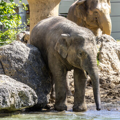 Naklejka premium The Asian elephant, Elephas maximus also called Asiatic elephant