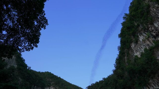 Incredible sight of millions of bats flying out of a huge cave in the rainforest, Malaysian Borneo, Mulu National Park