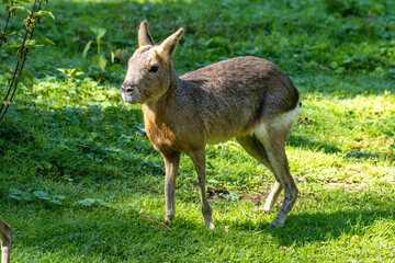 Patagonian Mara, Dolichotis patagonum are large relatives of guinea pigs