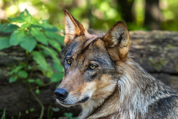 European Grey Wolf, Canis lupus in a german park