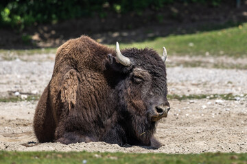 American buffalo known as bison, Bos bison in a german park